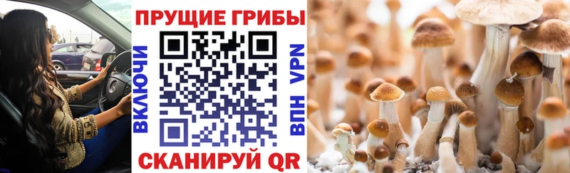 наркотики  Южа  Галлюциногенные грибы Psilocybine cubensis 